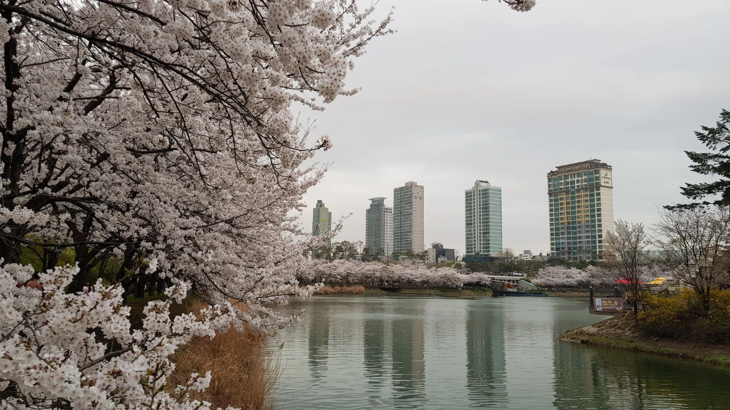 Cerisiers en fleurs Séoul
