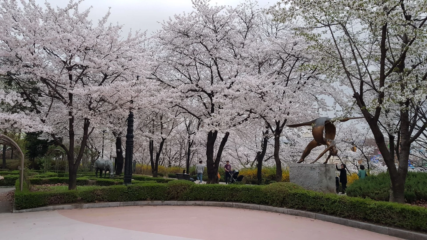 Cerisiers en fleurs Séoul