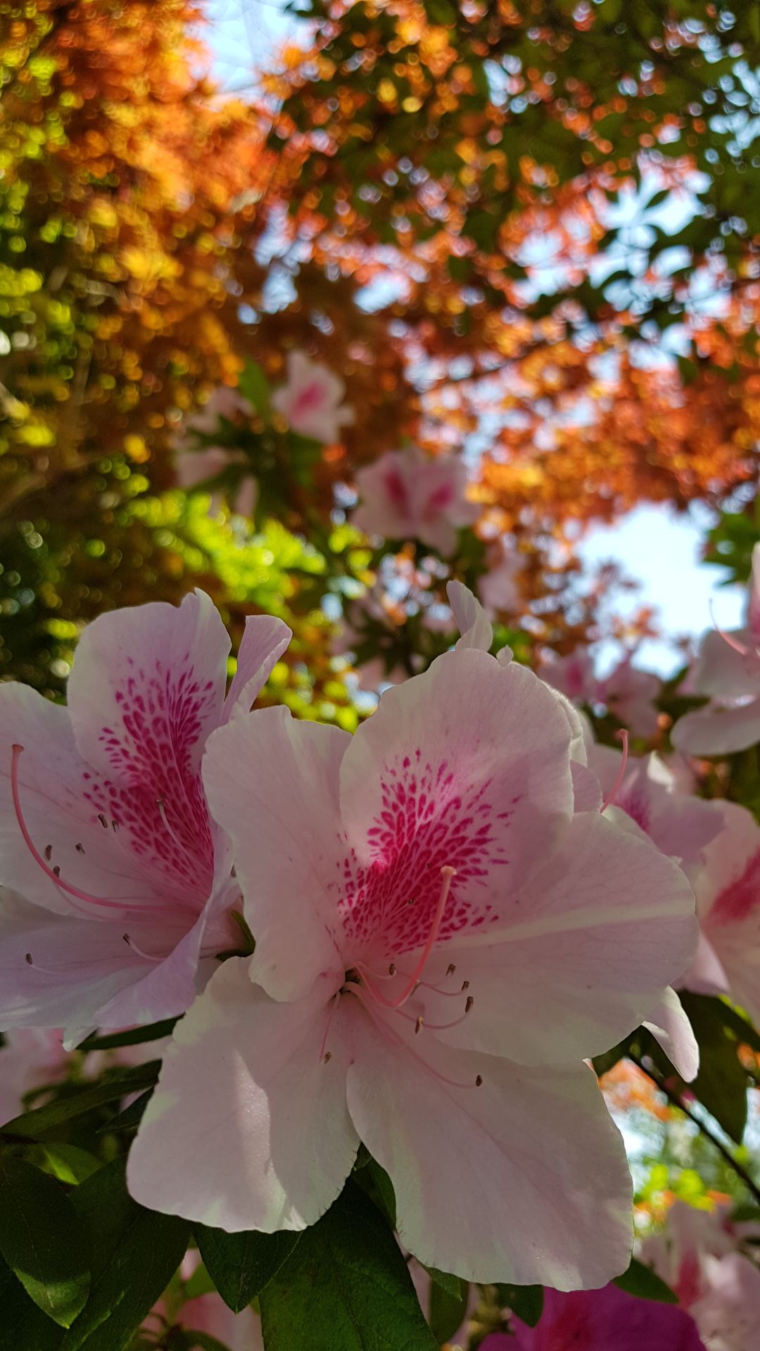 Fleurs de cerisier Kyoto