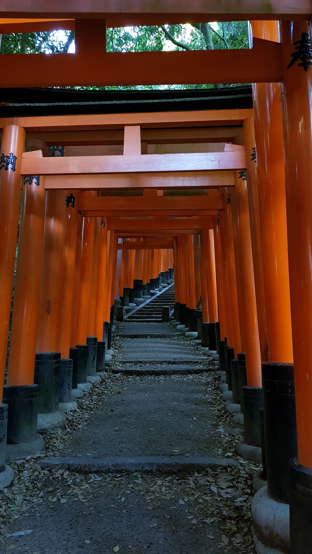 Torii Kyoto