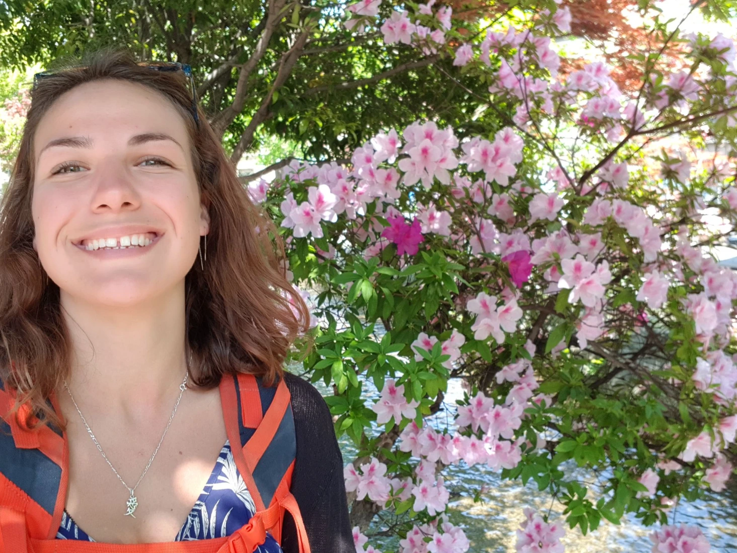 Fleurs de cerisier Kyoto