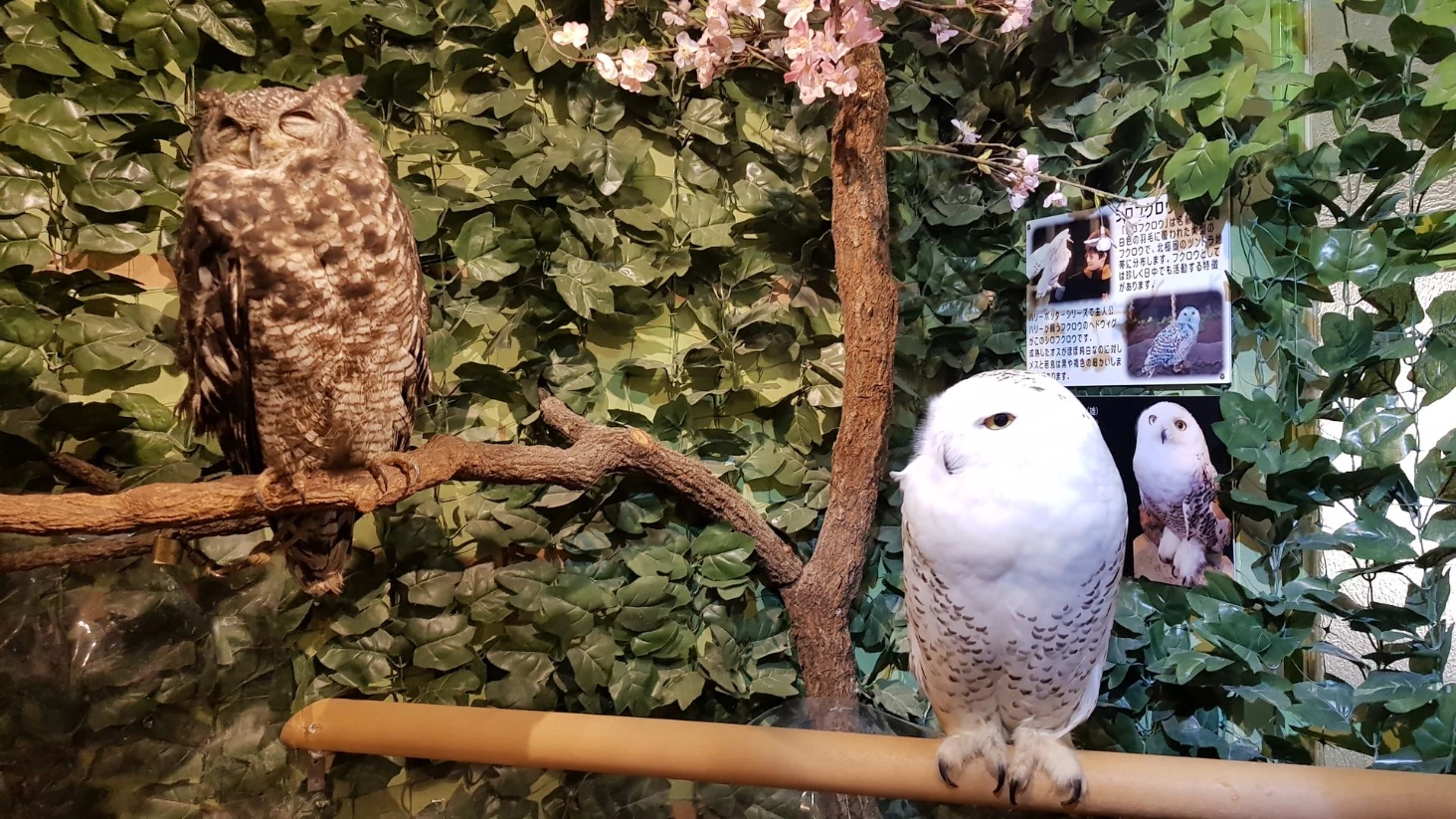 Chouette Kyoto