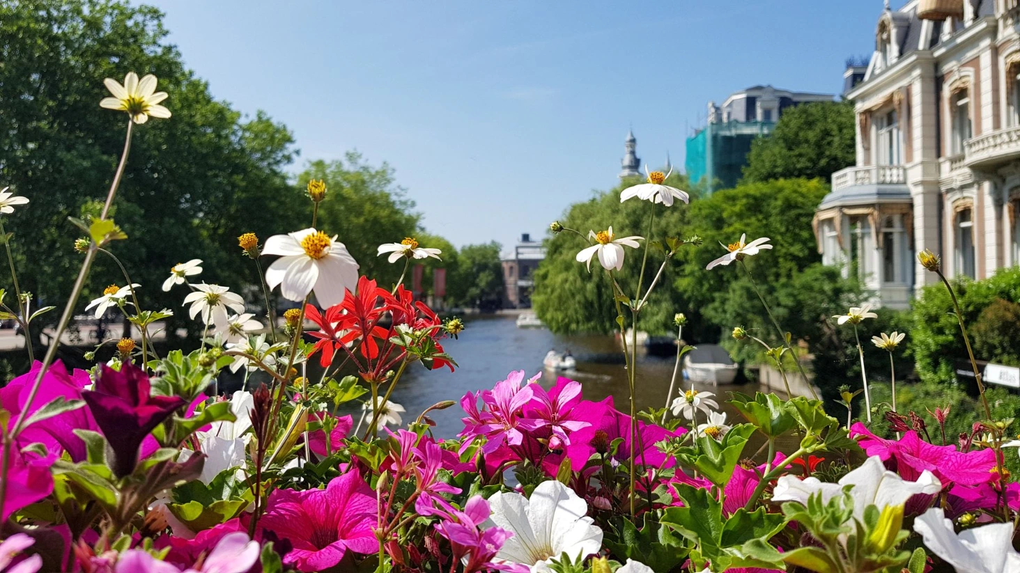 Amsterdam fleurs