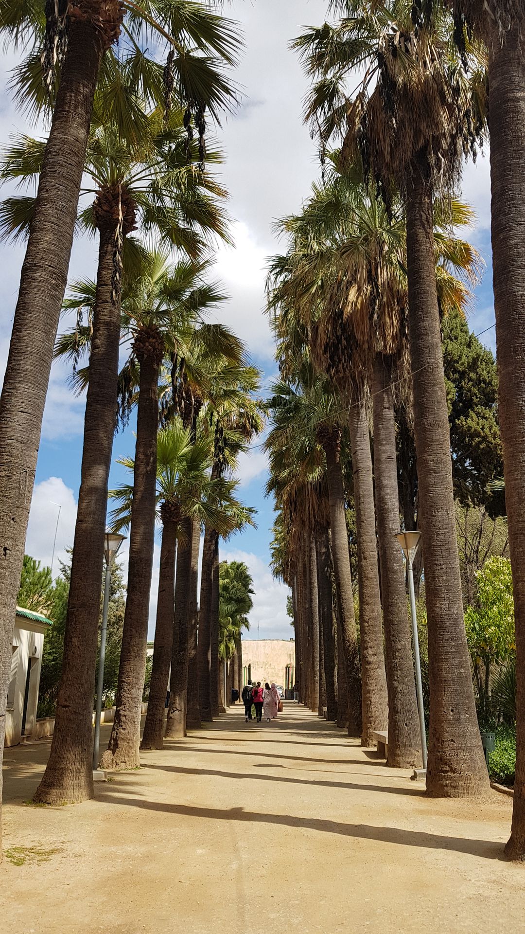 Fes parc palmiers