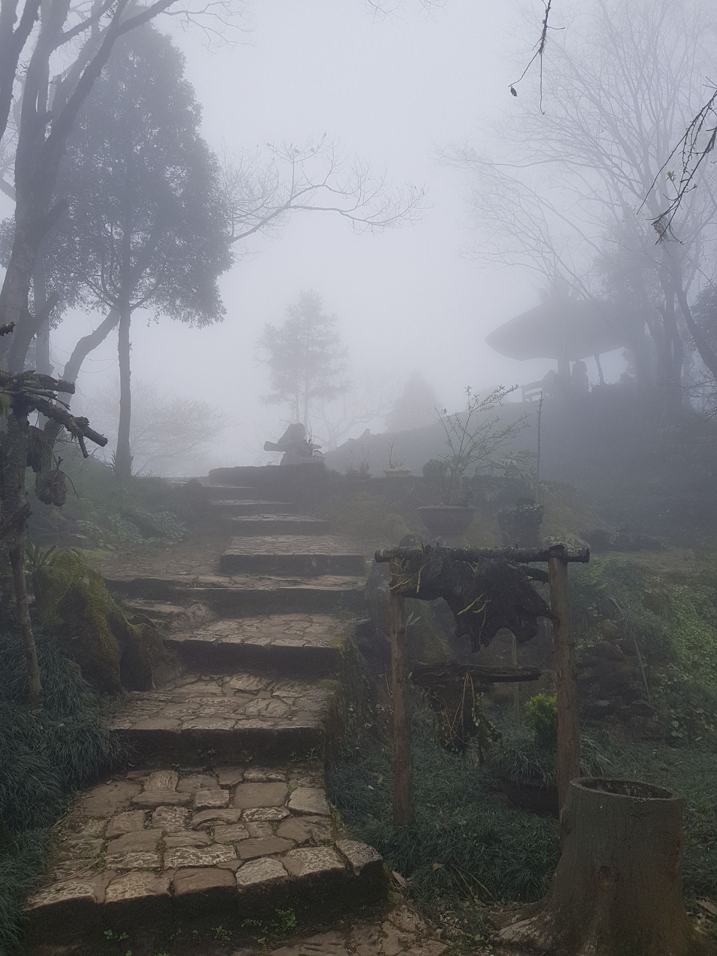 Sapa