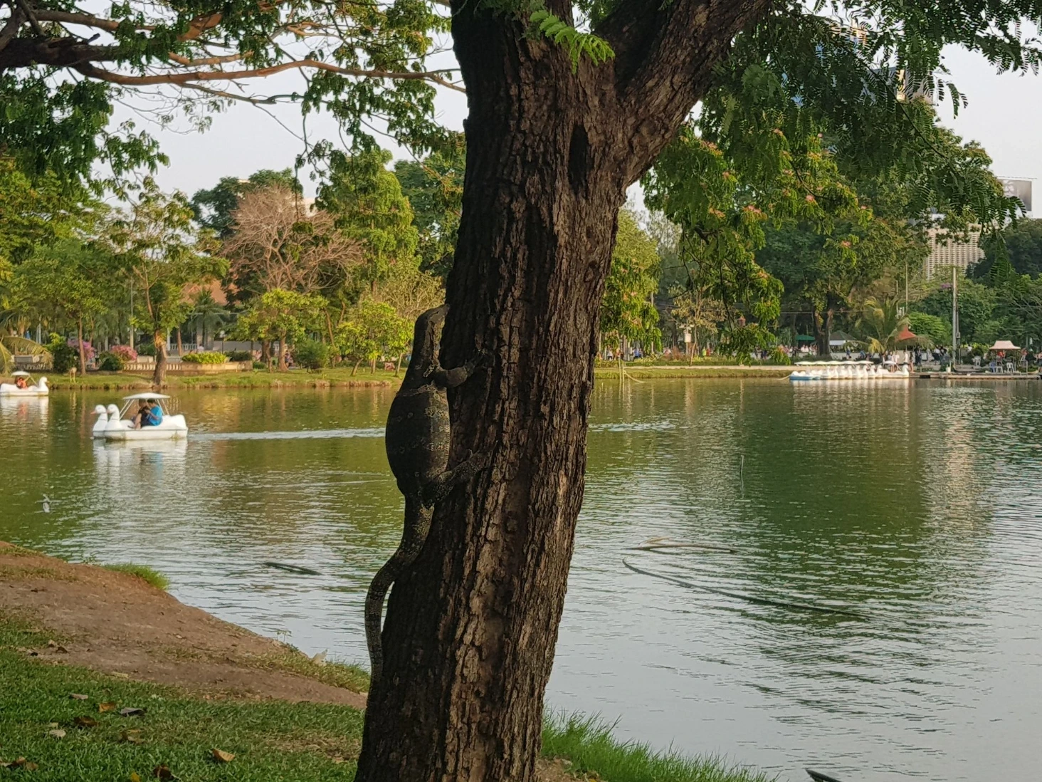 Parc Bangkok varan