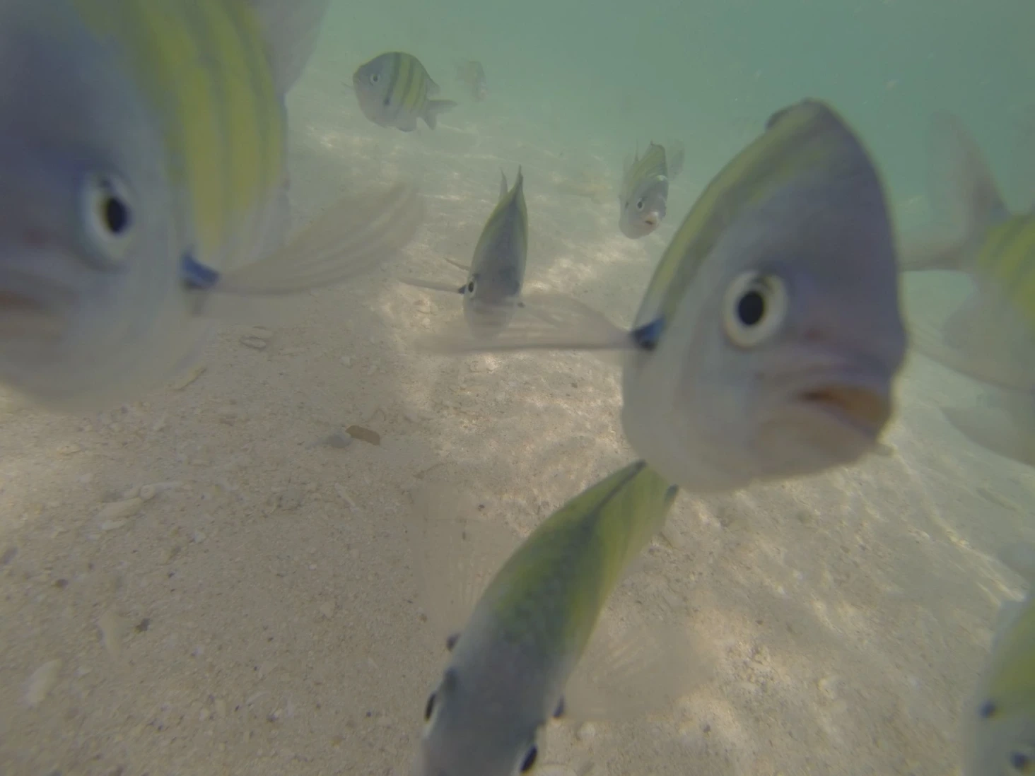 Koh Phi Phi poisson