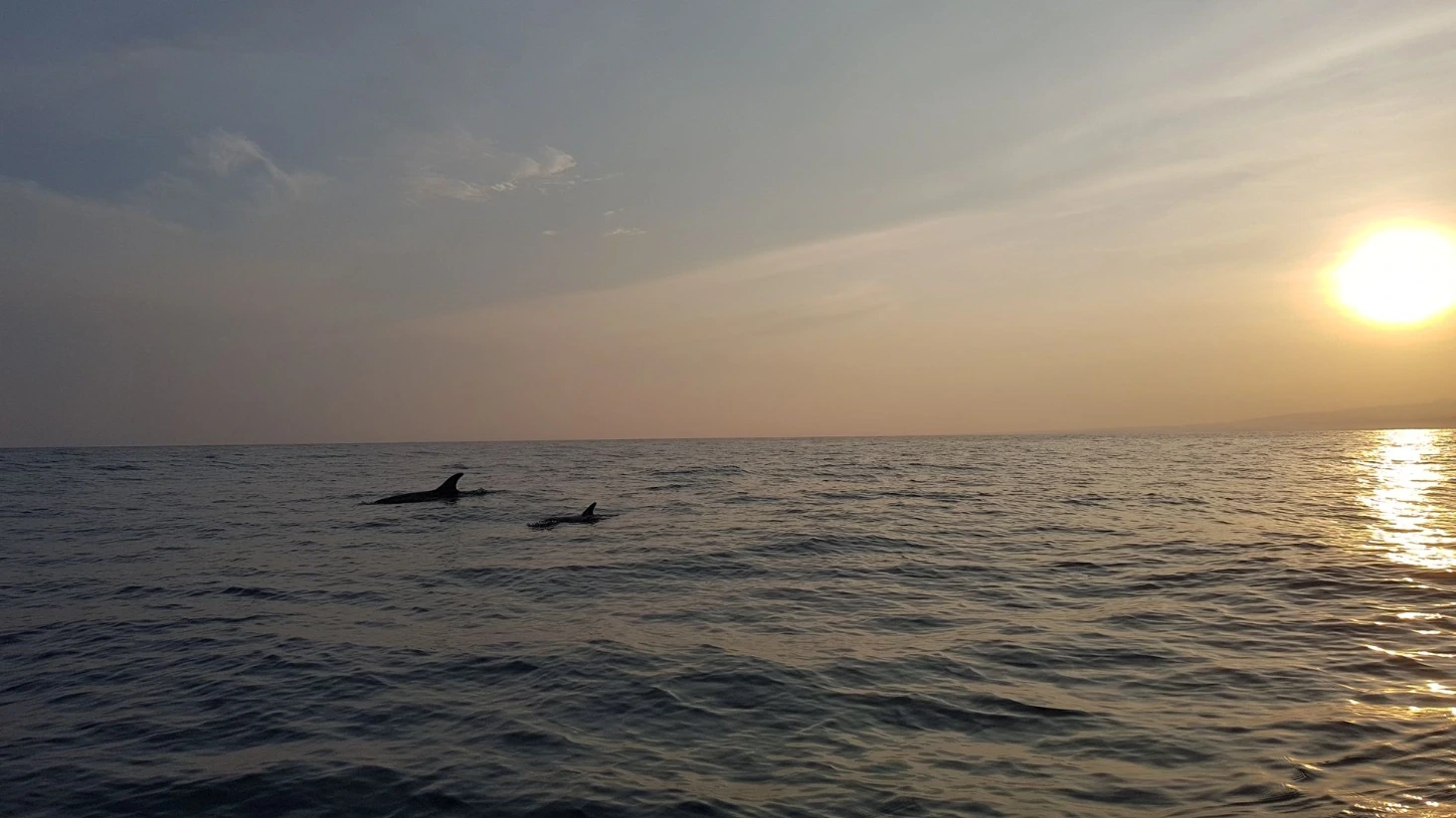 Lovina Beach dauphins