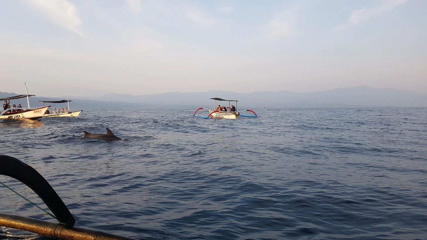 Lovina Beach dauphins