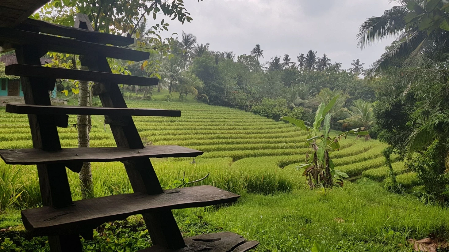 Rizières Bali